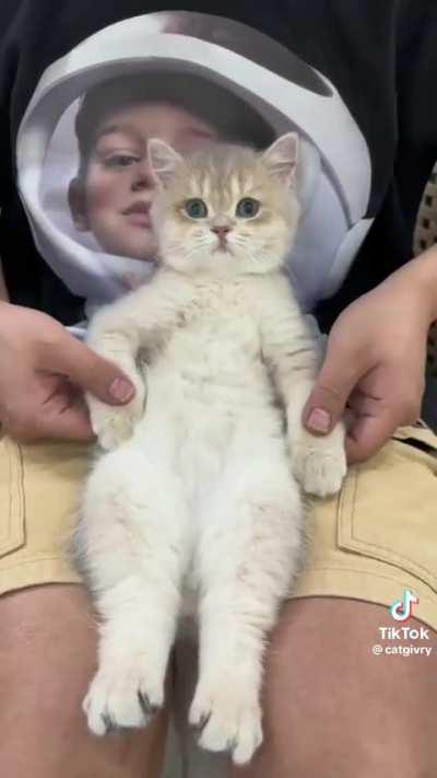 This is my life meow...