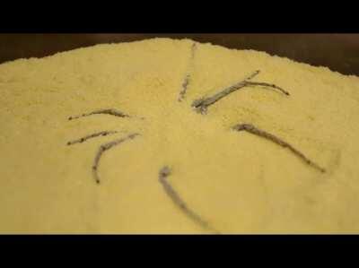 Six eyed spider burying himself in sand (Sicarius Hahni)