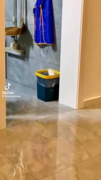 Kitty dived into the trash can