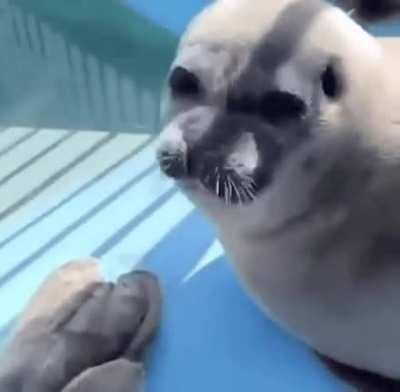 SeaL EAtS POIsoN FIsh AND DiEs