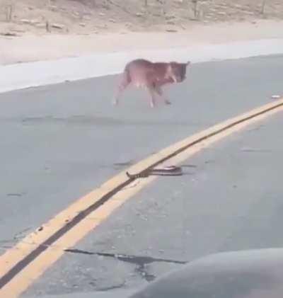 Котик vs Гремучая змейка