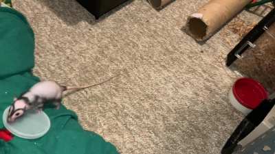 My adorable rat Chickpea is starting to learn basketball!