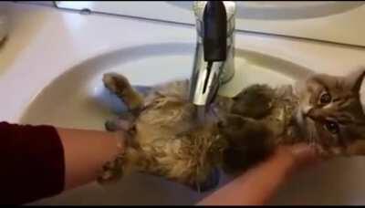 My cat will kill me if I try this