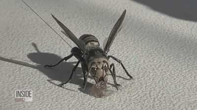 Himno al reves para cerrar el portal