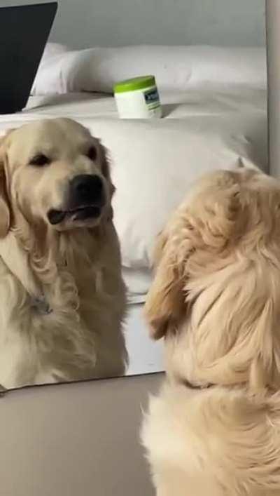 Praticando cara feia no espelho pra brigar com os cachorros pelo portão