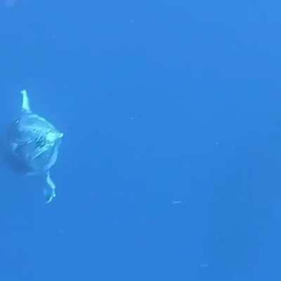 Whales are absolutely terrifying. The sound makes this so much worse.