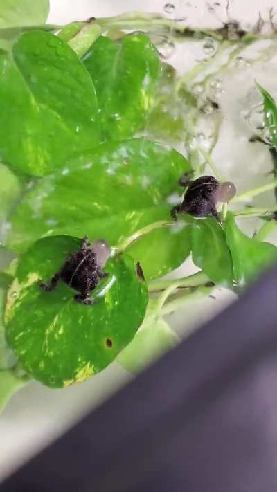 Captive bred Oak Toads calling in the rain chamber tonight!