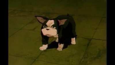 When you edit A picture Of iggy And this happens