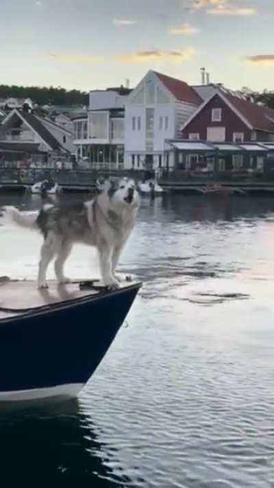 a passing awooo