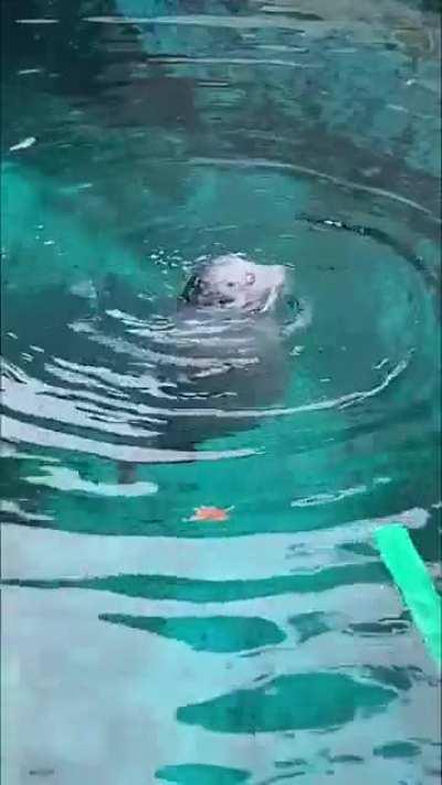 I like videos of spinning seals