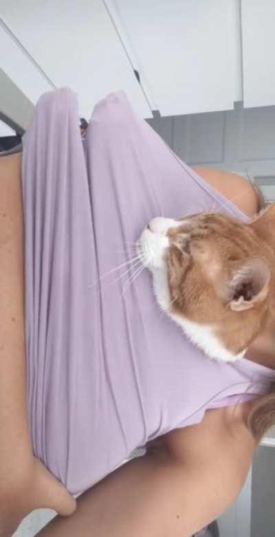 Hobbes likes to make biscuits inside my shirt