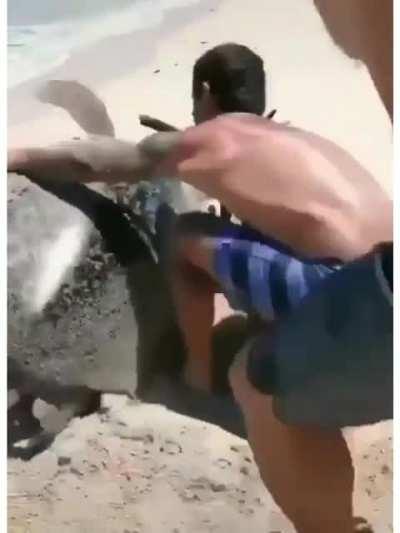 Two assholes pull a turtle from the sea and flip it