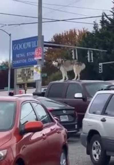Main character singing on top of a car in goodwill parking lot