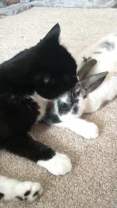 When a kitty loves a bun...