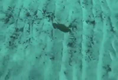 Just a meme that I found, didn’t knew they can fly.