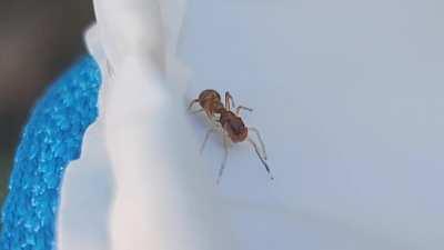 This bro (Synemosyna formica) deserves an Oscar for its A+ acting abilities. It mimics ants and even moves its front legs around like an ant's antennae!