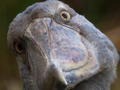 Shoebird winks at you