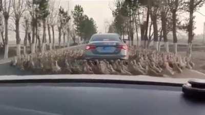 When you've been marked for a sacrifice