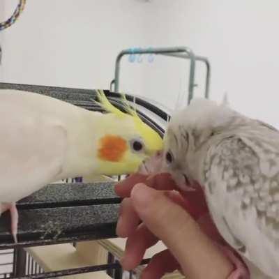 Cookie gets scritches and a cute song from Duckie