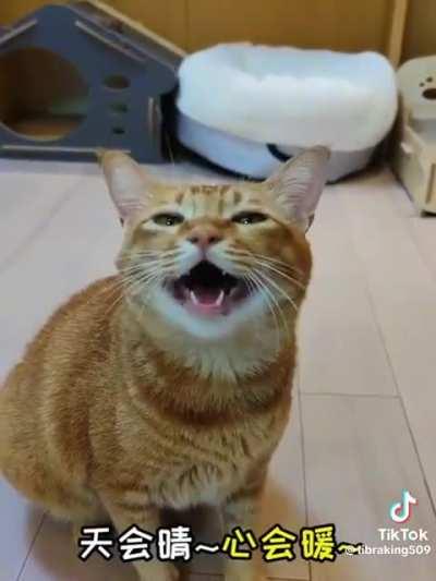 If y'all wonder why your orange didn't get the braincell recently, it went to this cat and his singing skills.