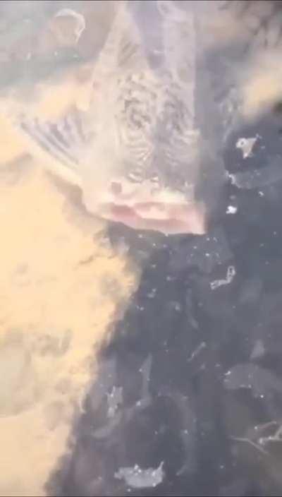 A Headless Fish casually swimming around in the Lake.