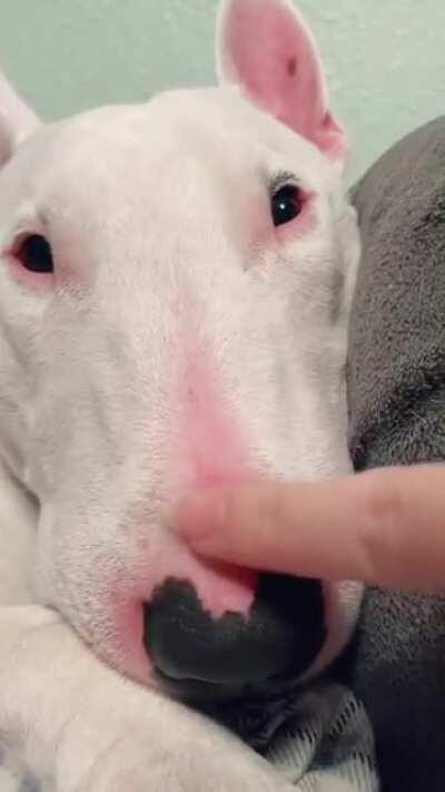 To do this too Walters snoot I wish