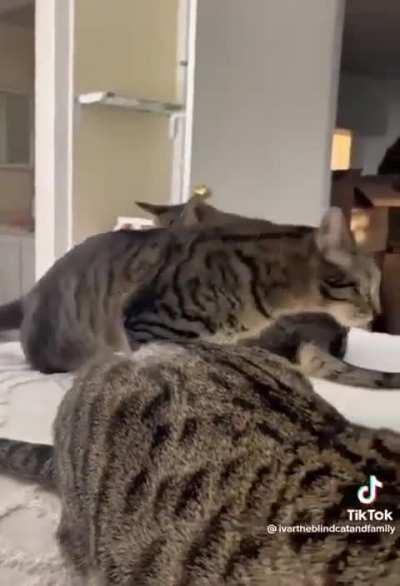 T-Rex Wunk and thousand mile stare wunk