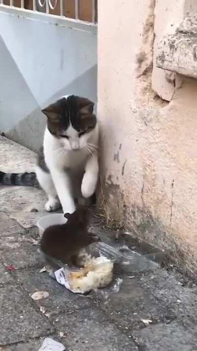 A Fierce Hunter 🤣