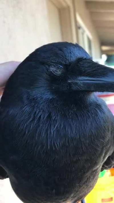 Ellie likes head pets as you can see.