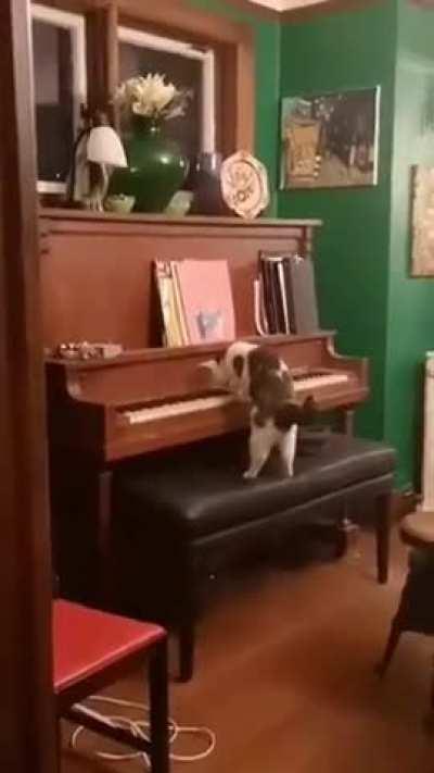 Have your cat ever done this?