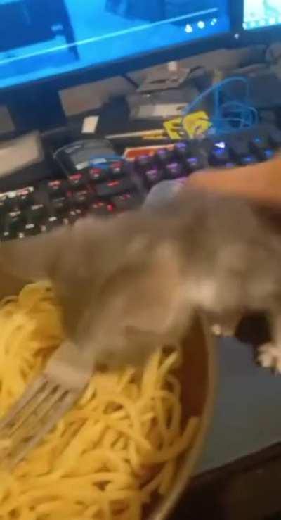 Tiny criminal caught in act!