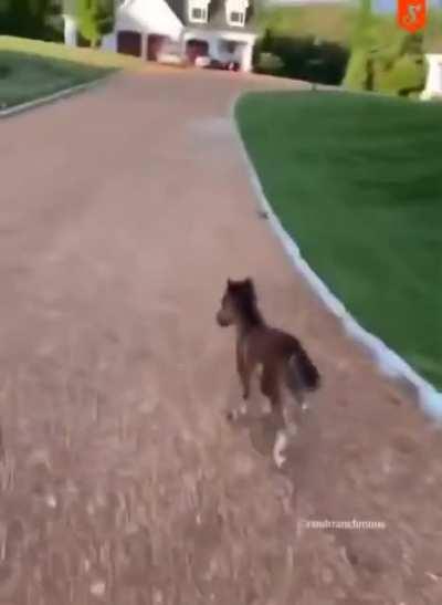 A playful tiny horse