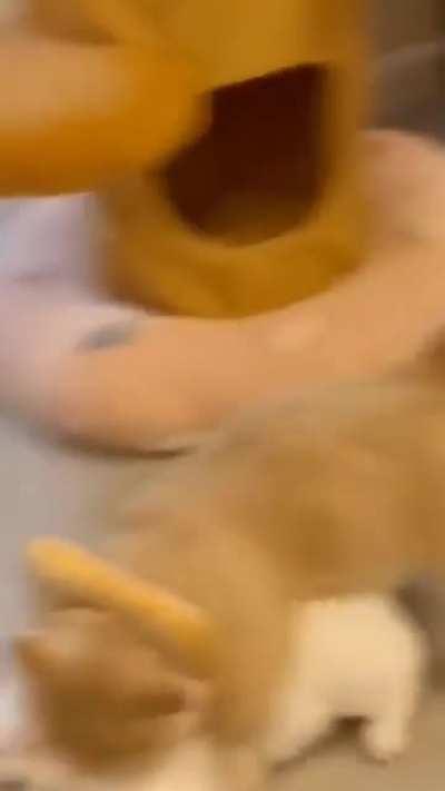 Honey, I'm home! tackle hug! ok time for the bathroom.