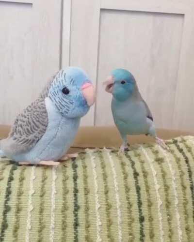 Cute Parrots