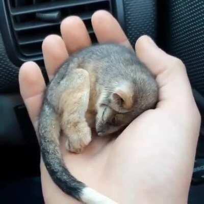 Farmer warms cold possum found in fire-ravaged land (Article in comments)