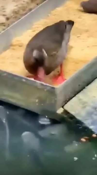 Duck feeding the fish