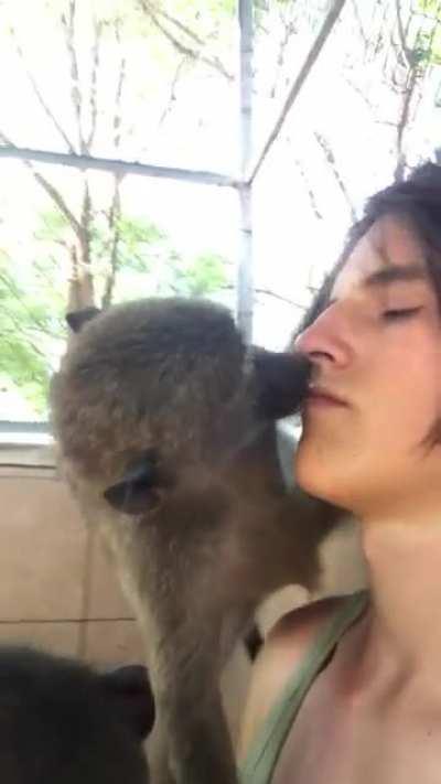 Monkey pulling lashes