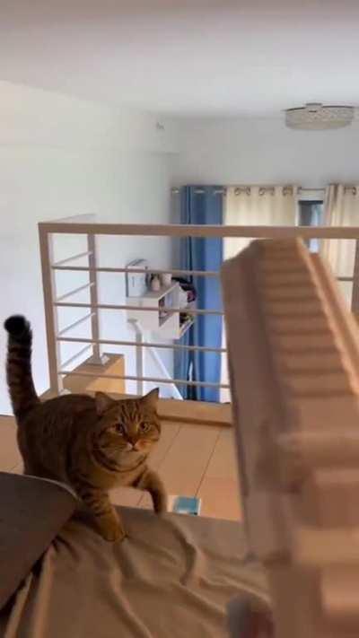 Playing fetch with a cat and a nerf