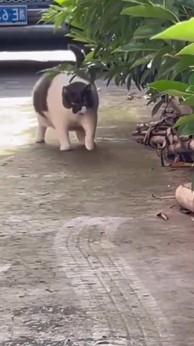 Oh, Lawd He Comin'...