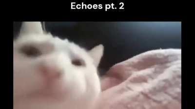 live at Pompeii goes hard