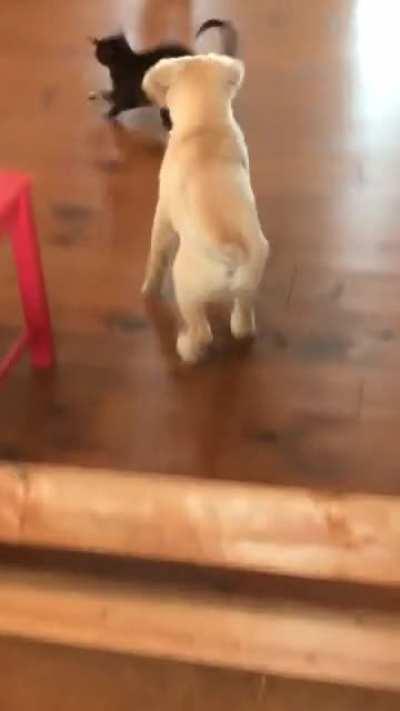 And the cat tought he was safe