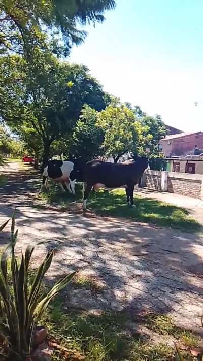 Para relaxar, gravei vídeos do meu dia a dia.