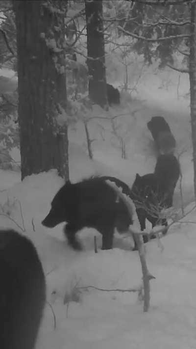Huge wolf pack spotted on trail cam! Location: Trabzon, Turkey.