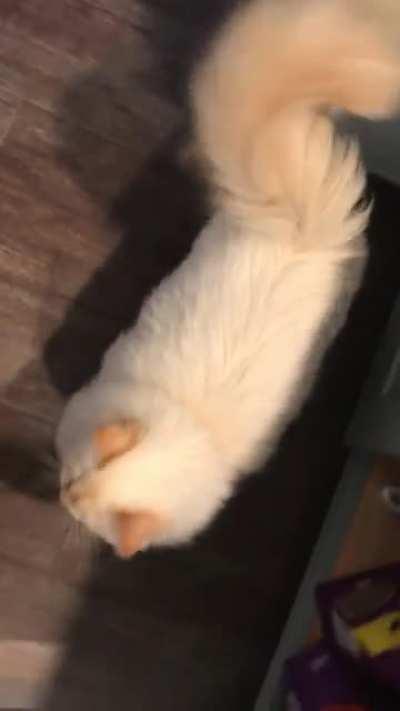 More food please squeak