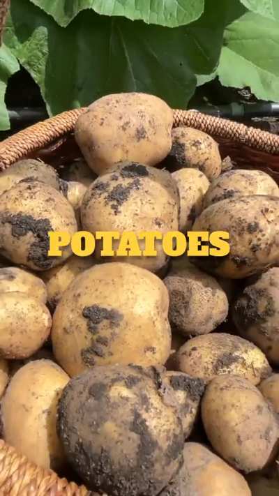 This was my first year gardening in Northern Illinois (or anywhere for that matter). I only had about 10-15 minutes to tend my garden every morning before work. So I really wasn’t sure how well it would go. I say not bad for a first timer.