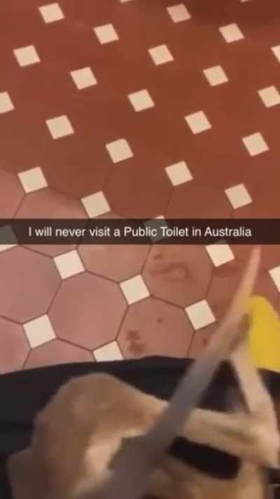 baby roo in the dunny