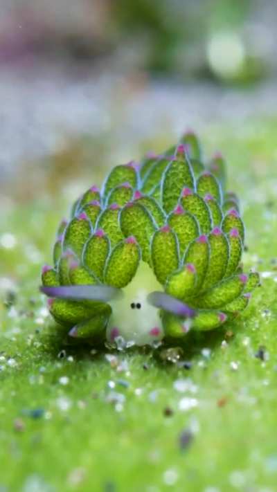 🔥 This Leaf Sheep eating! 🔥