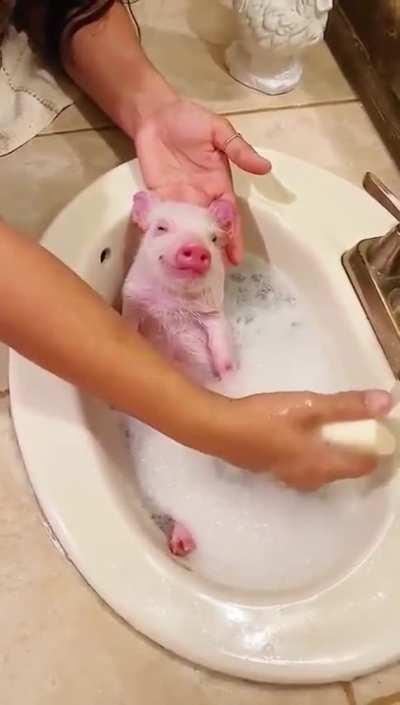 Piggy Spa