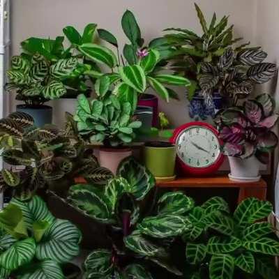 someone filmed a 24 hour time-lapse of their plants to show how much they love to move