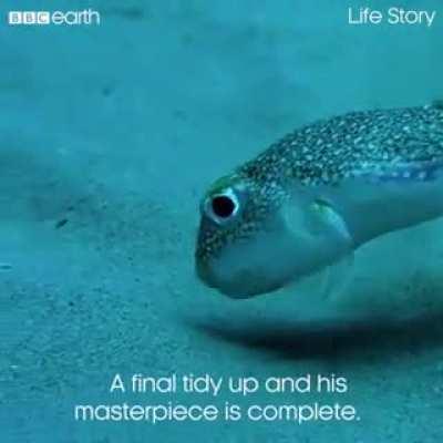 Маленький иглобрюх создает удивительный двухметровый радиальный рисунок на песке, чтобы привлечь самку для спаривания